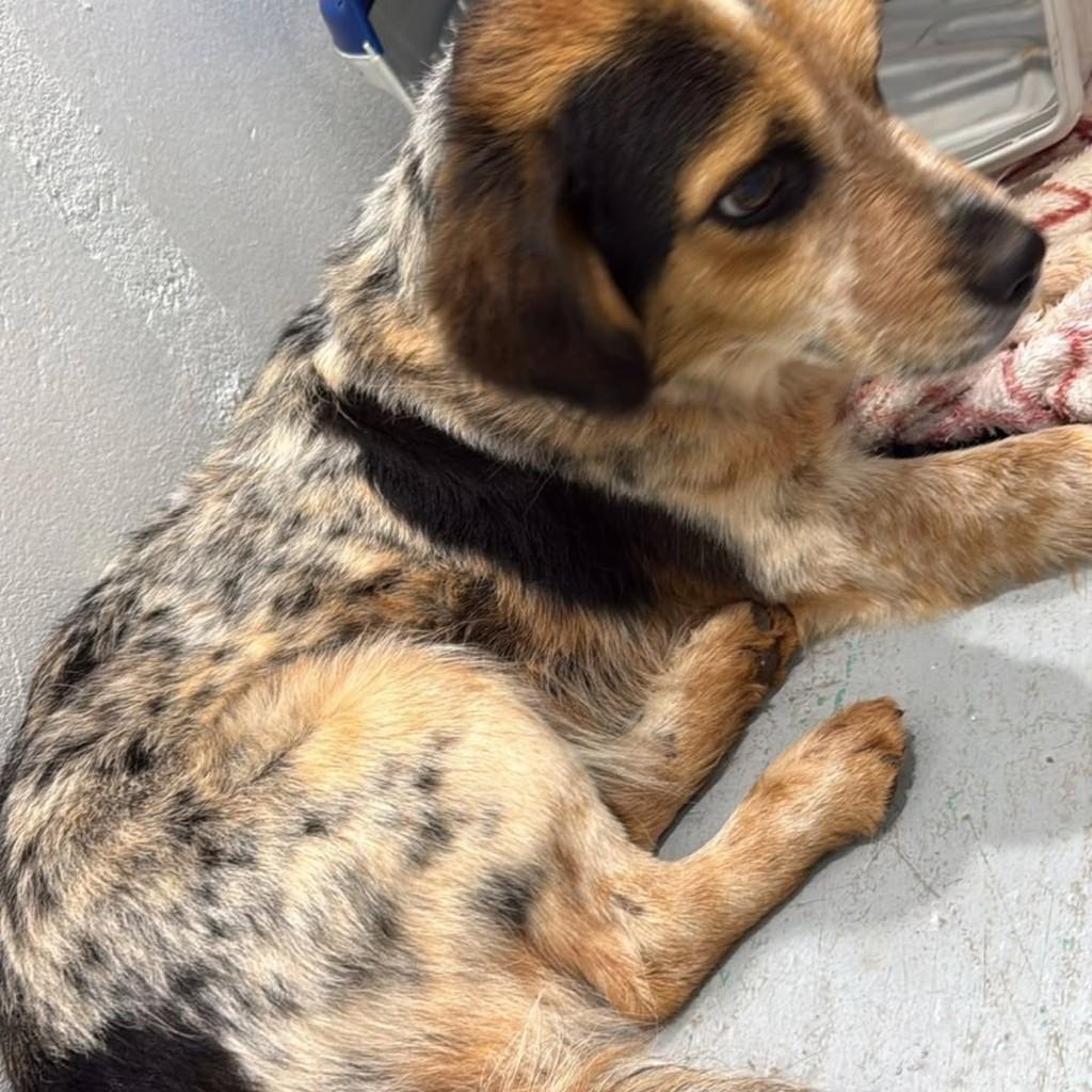 Amiguinho, cachorro de porte médio para adoção em Capinzal - SC