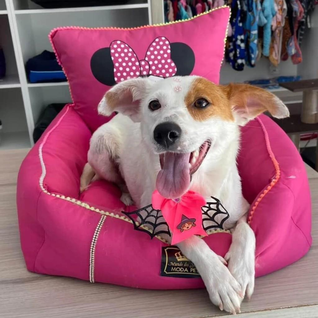 Laika, cachorro de porte pequeno para adoção em Capinzal - SC
