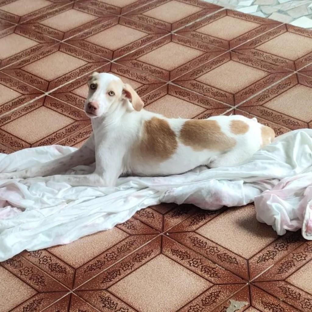 Donatela, cadela de porte pequeno para adoção em Capinzal - SC