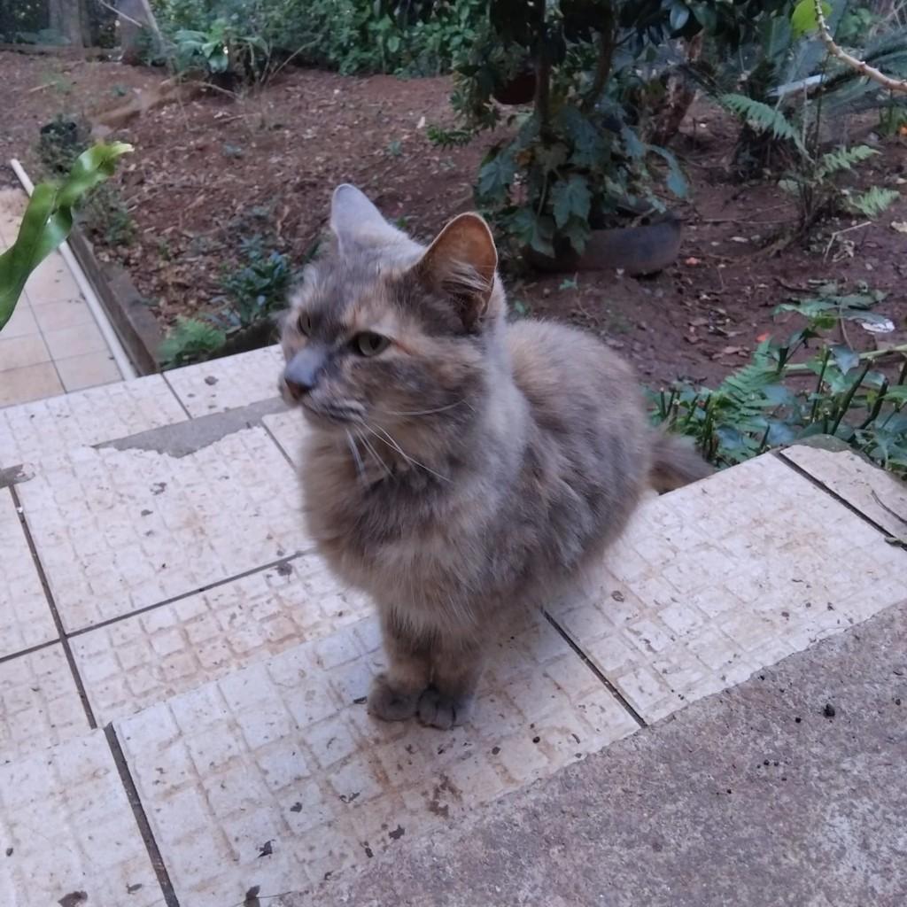 Chanel, gata de porte médio para adoção em Capinzal - SC
