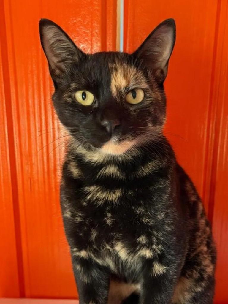 Lindeza, gata de porte médio para adoção em Capinzal - SC