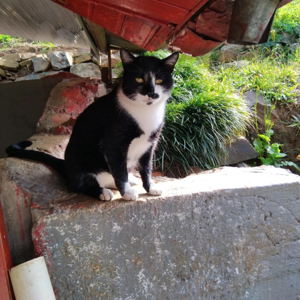 Frajolinha, gato de porte pequeno para adoção em Capinzal - SC