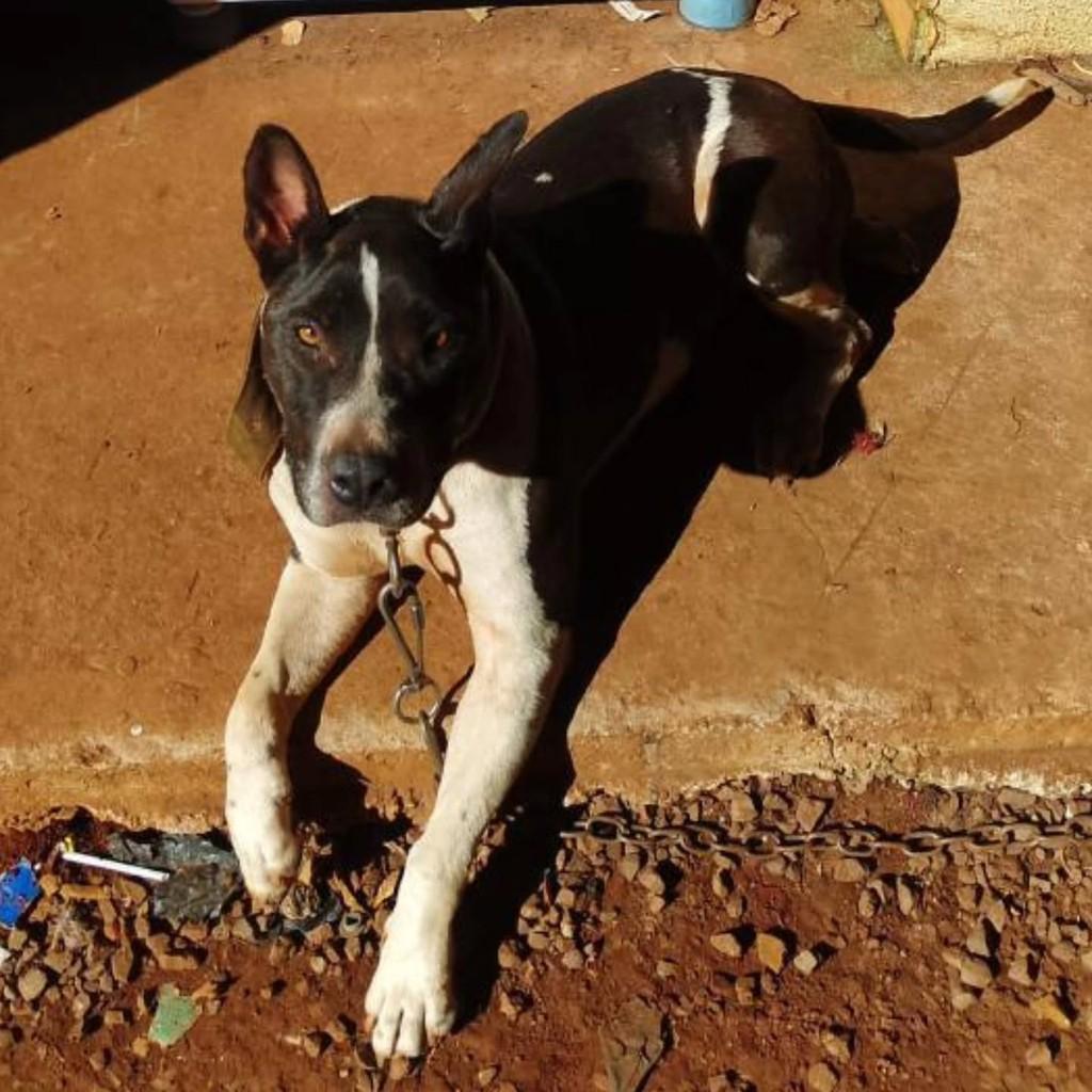 Lucy, cadela de porte médio para adoção em Capinzal - SC