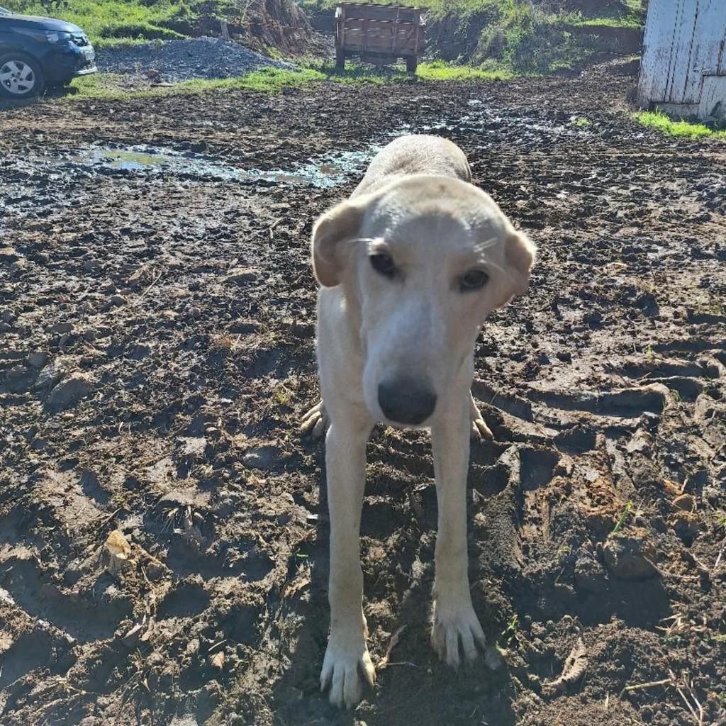 Cachorrinha, cadela de porte médio para adoção em Capinzal - SC