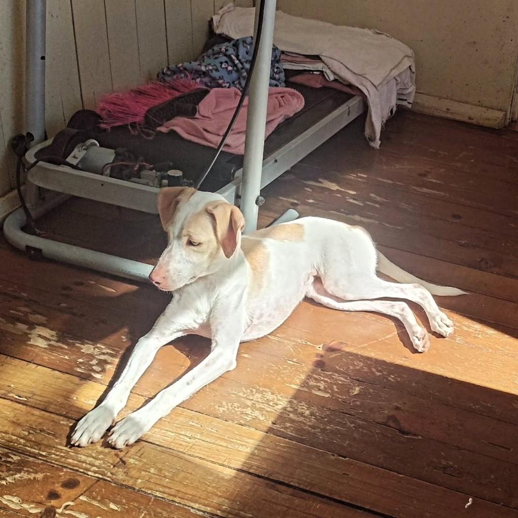 Donatella, cadela de porte médio para adoção em Capinzal - SC