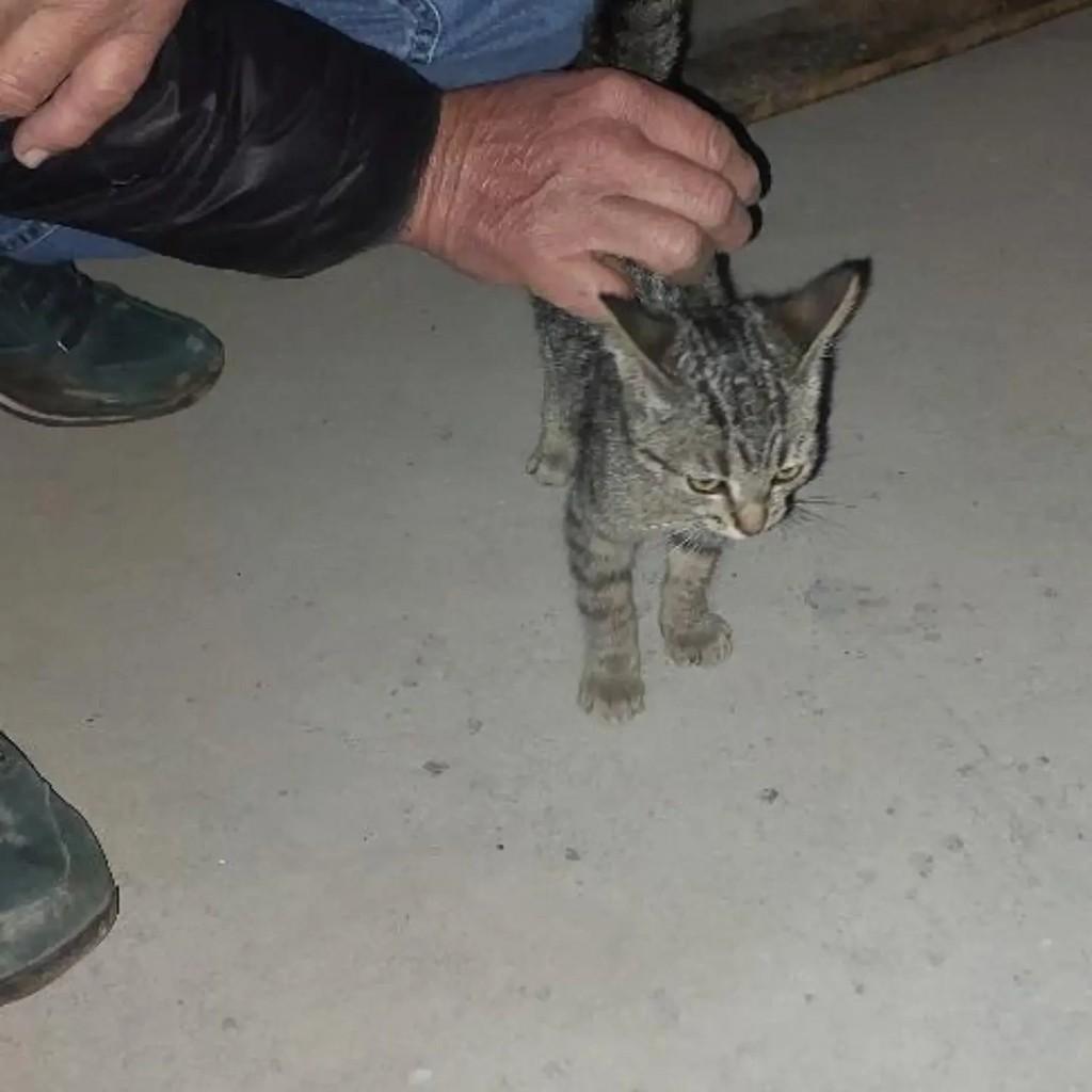 Filhotinha, gata de porte pequeno para adoção em Capinzal - SC