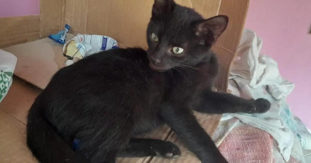 Panterinha, gato para adoção em Capinzal - SC