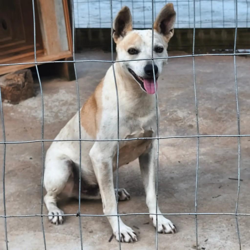 Pitoco, cachorro de porte pequeno para adoção em Capinzal - SC