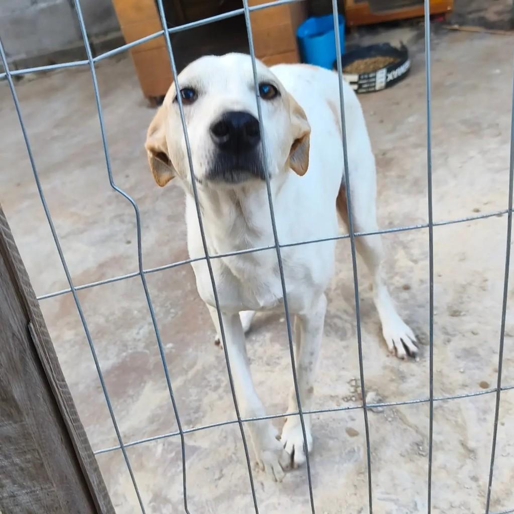 Fred, cachorro de porte médio para adoção em Capinzal - SC