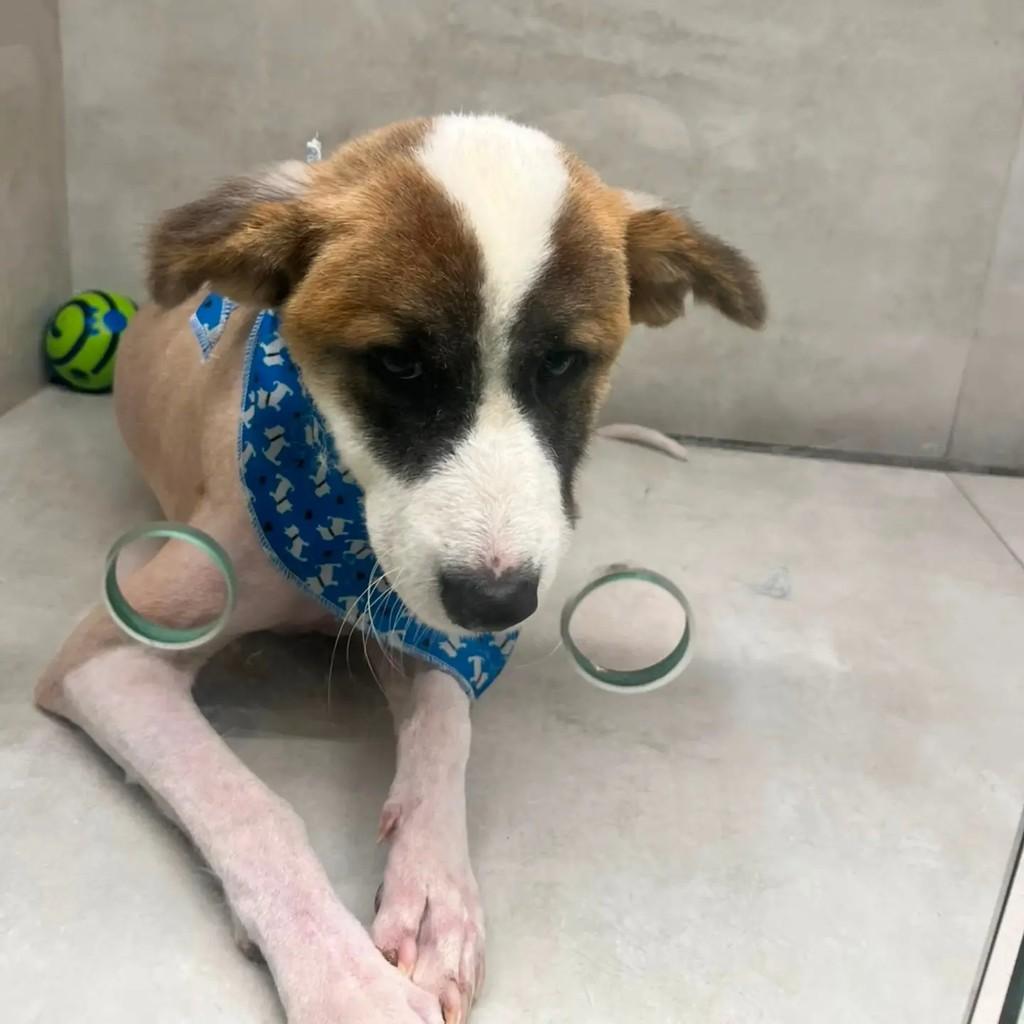Anjinho, cachorro de porte médio para adoção em Capinzal - SC