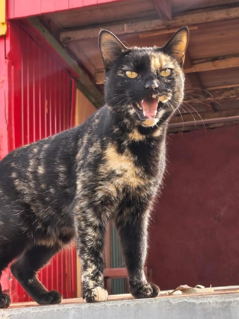 Princesa, gata de porte pequeno para adoção em Capinzal - SC