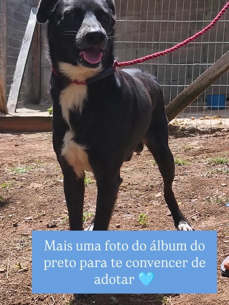 Preto, cachorro de porte médio para adoção em Capinzal - SC