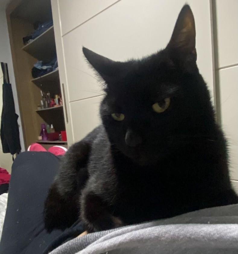Nescau, gato de porte médio para adoção em Capinzal - SC