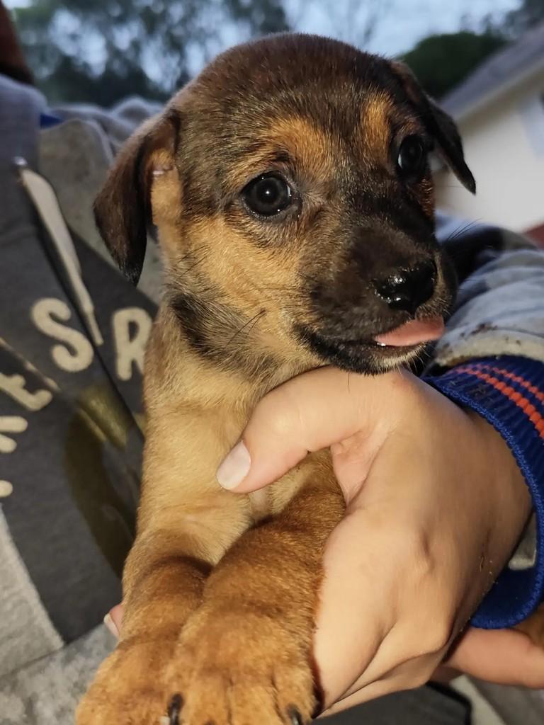Filhotinha, cachorro de porte pequeno para adoção em Capinzal - SC