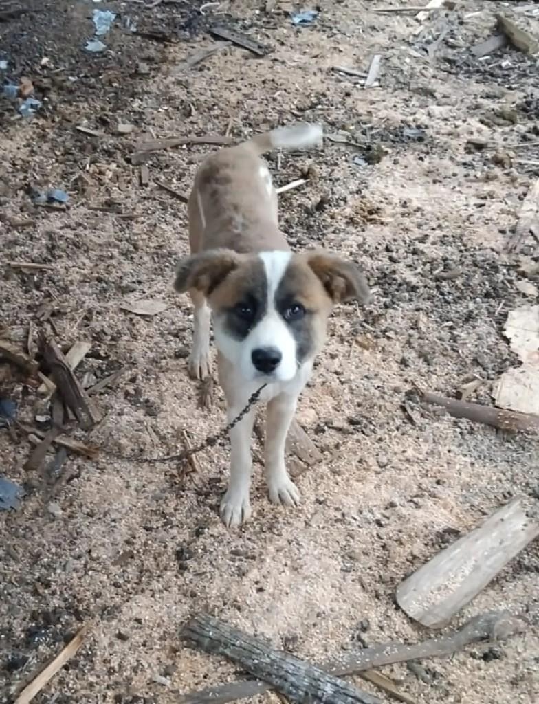 Fofurinha, cachorro de porte médio para adoção em Capinzal - SC