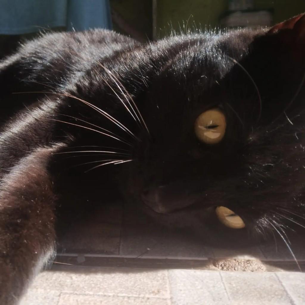 Pretinha, gata para adoção em Capinzal - SC