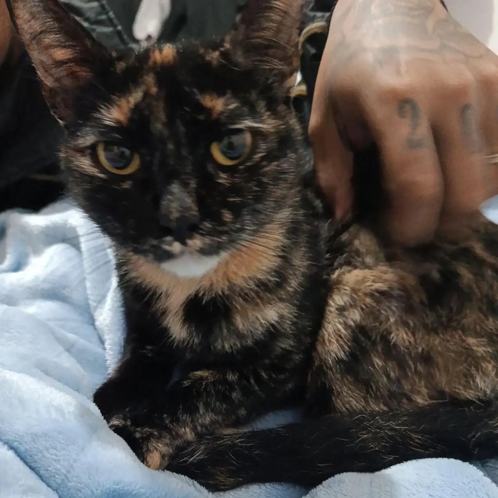 Manchadinha, gata de porte pequeno para adoção em Capinzal - SC