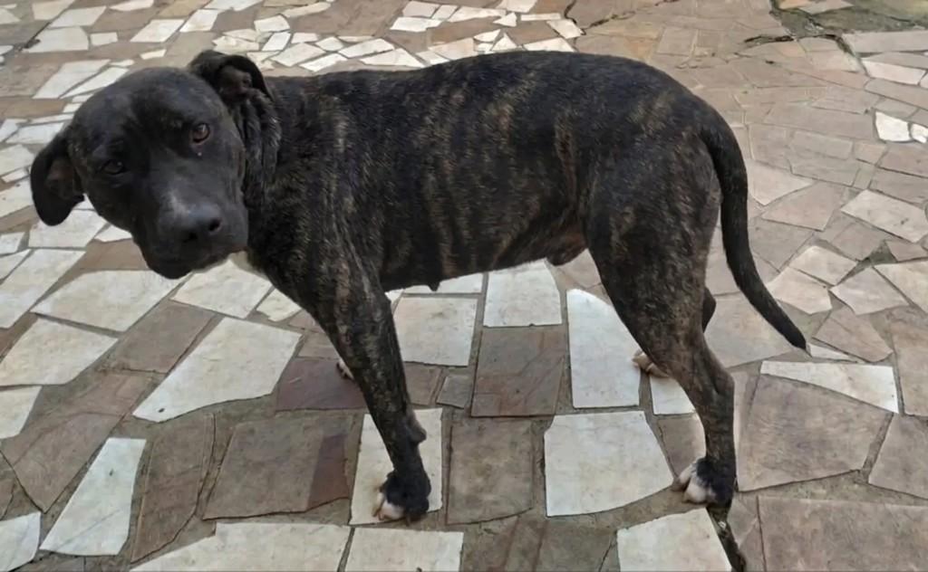 Pitbull Terrier, cadela de porte médio para adoção em Capinzal - SC