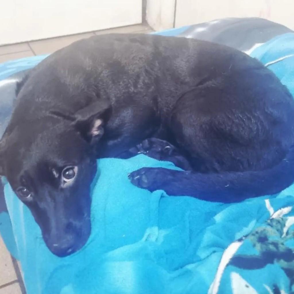 Princesinha, cadela de porte pequeno para adoção em Capinzal - SC