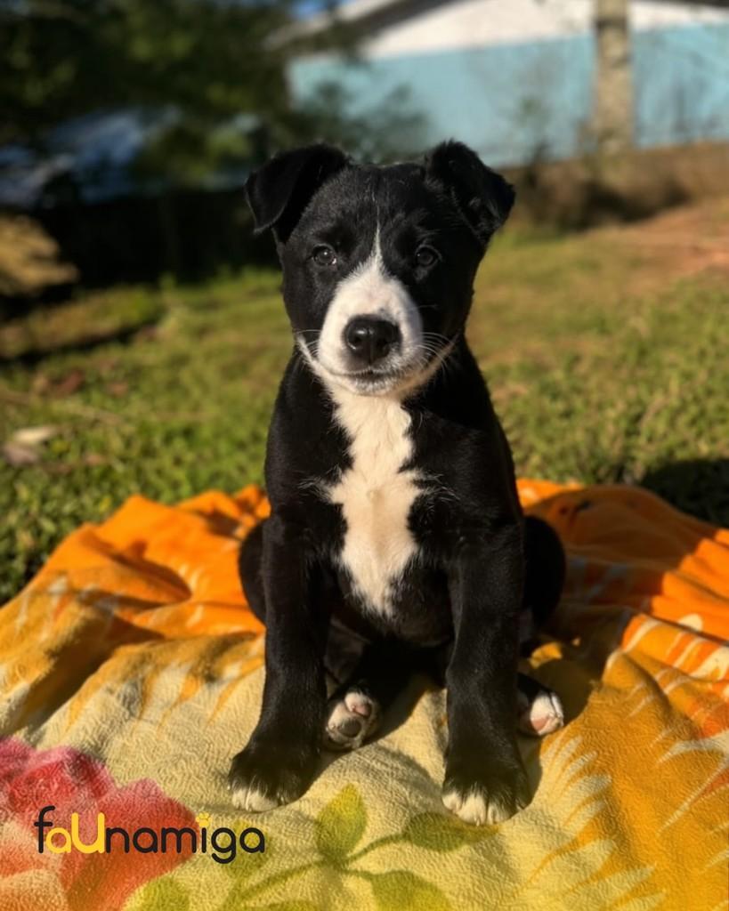 Aurora, cachorro de porte pequeno para adoção em Capinzal - SC