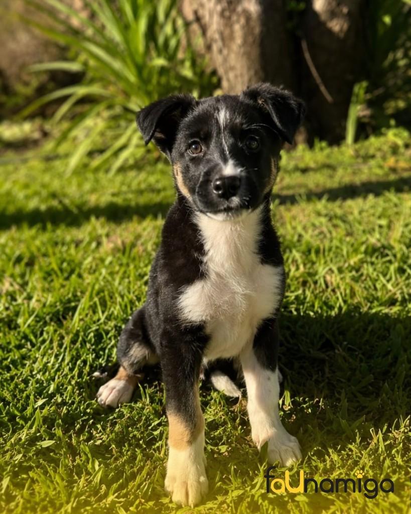 Amora, cachorro de porte pequeno para adoção em Capinzal - SC
