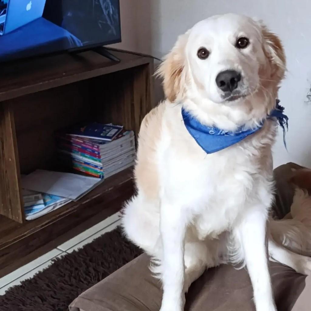 Golden branquinho, cachorro de porte médio para adoção em Capinzal - SC