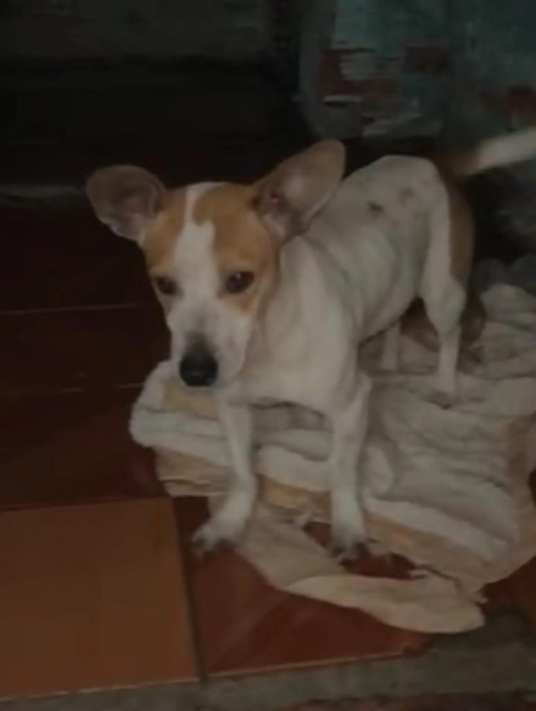 Branquinha Com Manchas Marrons, cachorro de porte pequeno para adoção em Capinzal - SC
