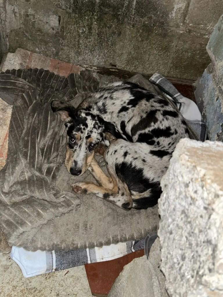 Manchinha, cadela de porte pequeno para adoção em Capinzal - SC