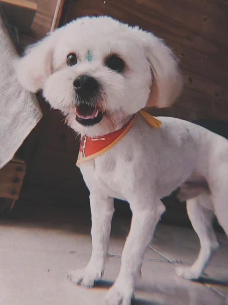 Príncipe, cachorro de porte pequeno para adoção em Capinzal - SC