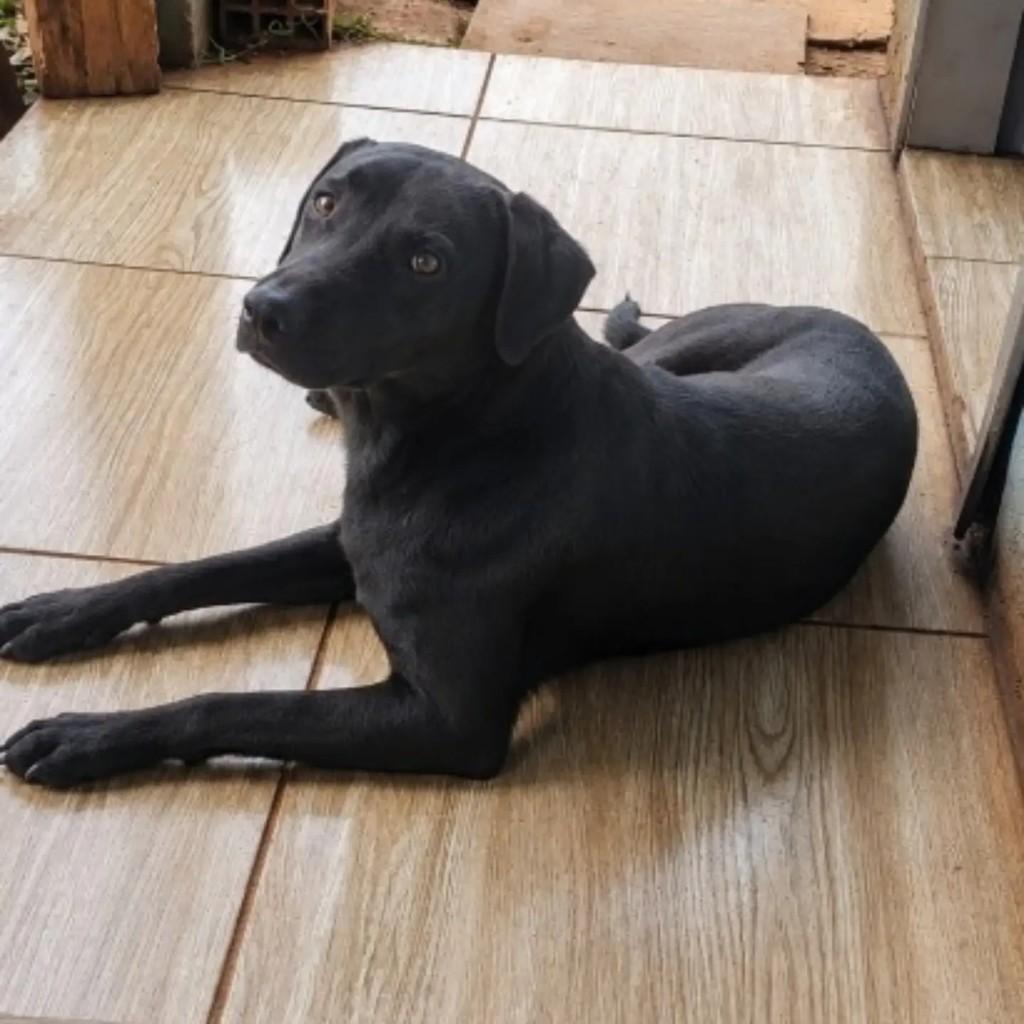 Preta, cadela de porte médio para adoção em Capinzal - SC