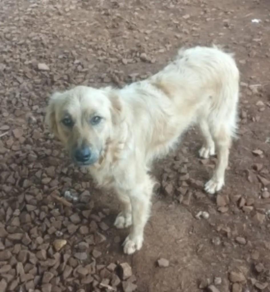 Paçoca, cachorro de porte pequeno para adoção em Capinzal - SC