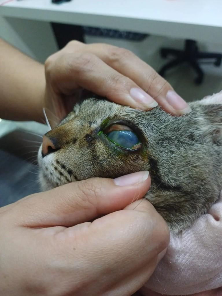 Anjinho, gata de porte pequeno para adoção em Capinzal - SC