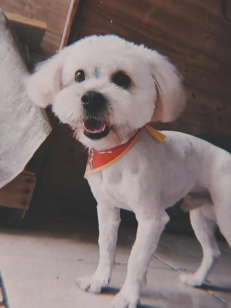Peludinho, cachorro de porte pequeno para adoção em Capinzal - SC