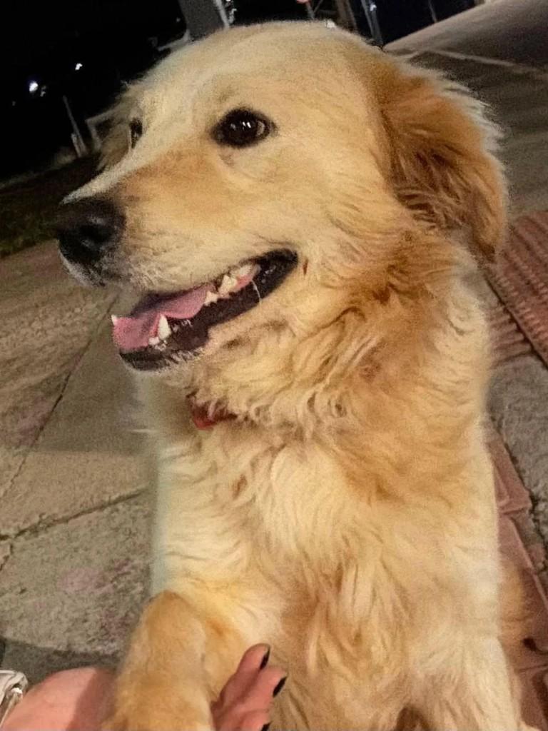 Fofuxo, cachorro de porte médio para adoção em Zortéa - SC