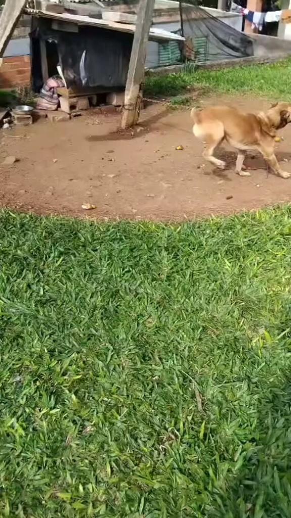 Cachorrão, cachorro de porte grande para adoção em Capinzal - SC