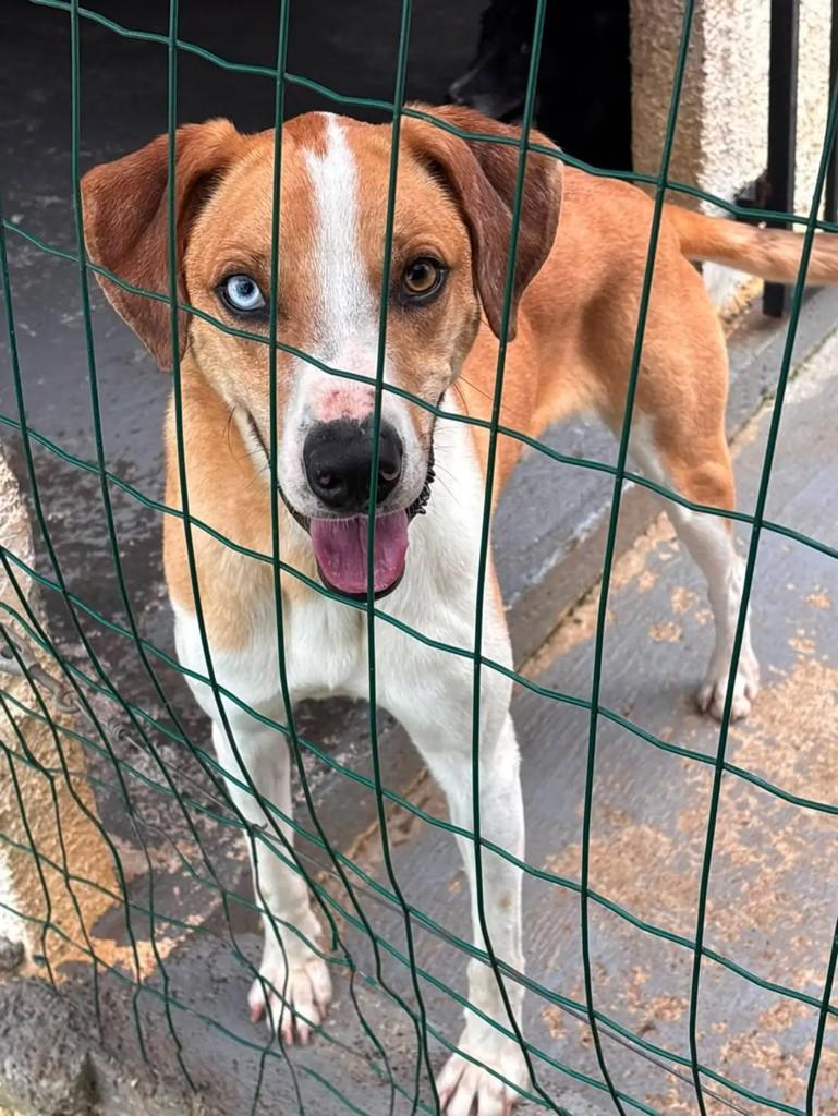 Siriús, cachorro de porte médio para adoção em Capinzal - SC