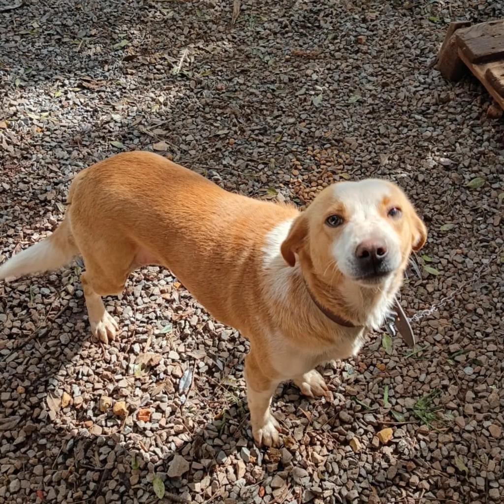 Princesa, cadela de porte médio para adoção em Capinzal - SC
