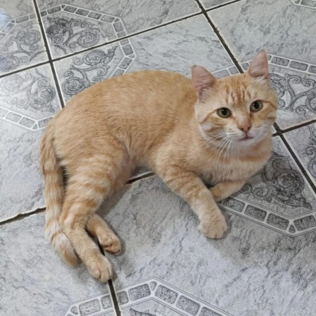 Laranjinha, gato de porte médio para adoção em Capinzal - SC