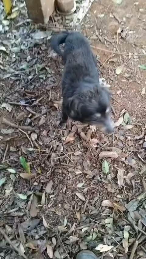 Senhorinha, cadela de porte médio para adoção em Capinzal - SC