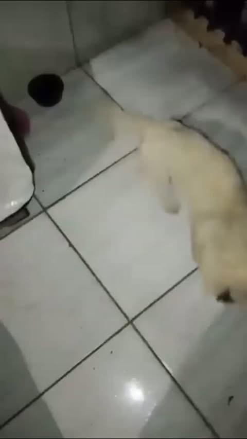 Ursinho, gato de porte pequeno para adoção em Capinzal - SC
