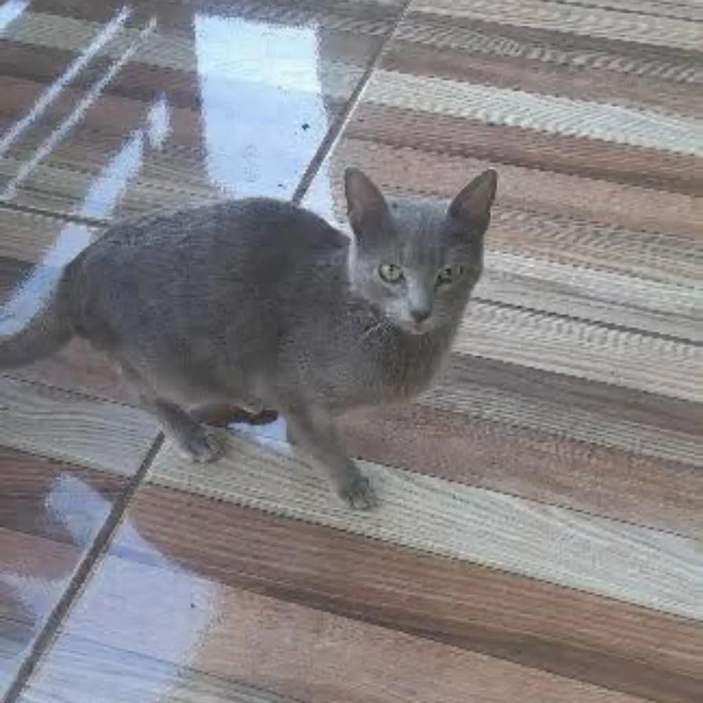 Fumacinha, gata de porte pequeno para adoção em Capinzal - SC