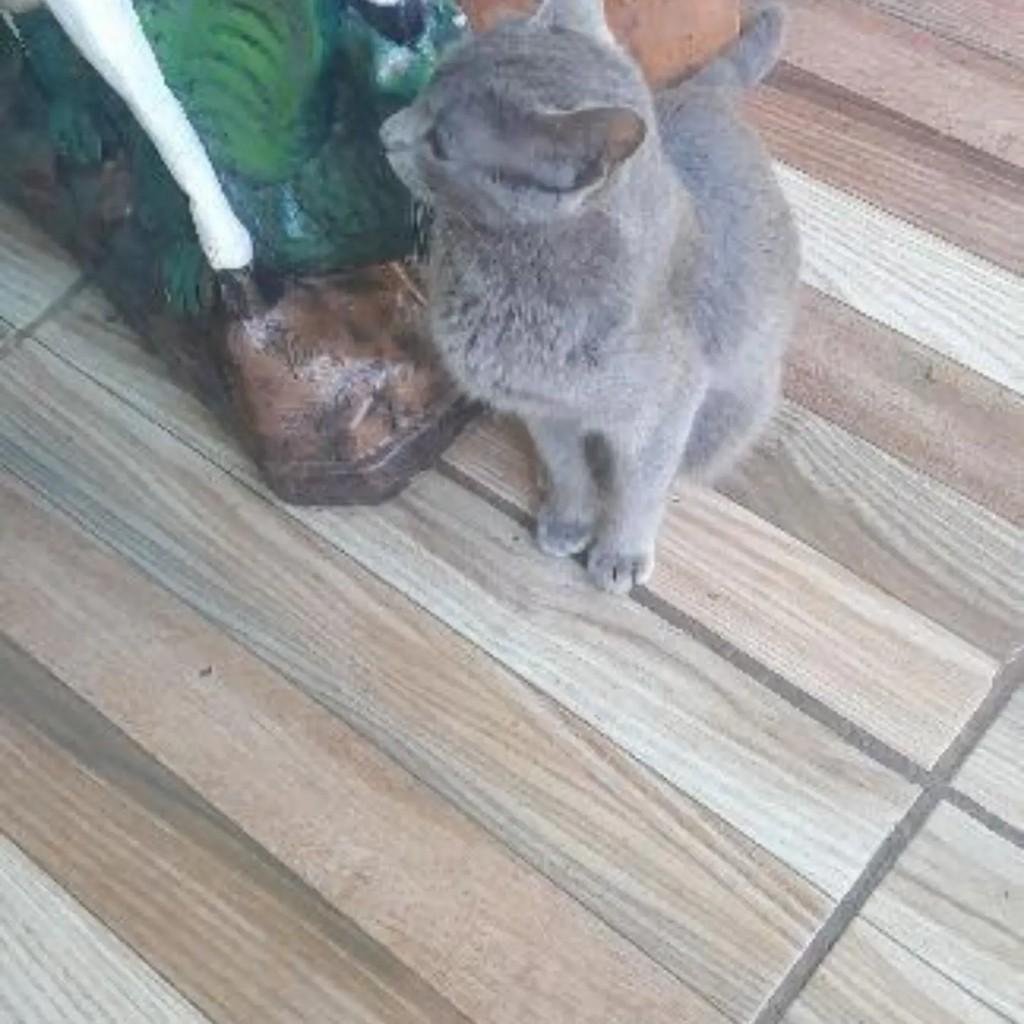 Fumacinha, gata de porte pequeno para adoção em Capinzal - SC — foto 2 de 2