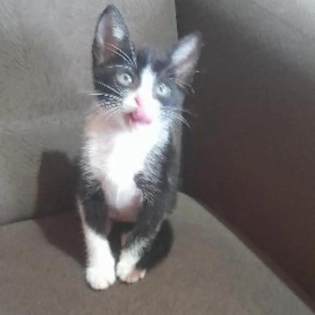 Frajola, gato de porte pequeno para adoção em Capinzal - SC