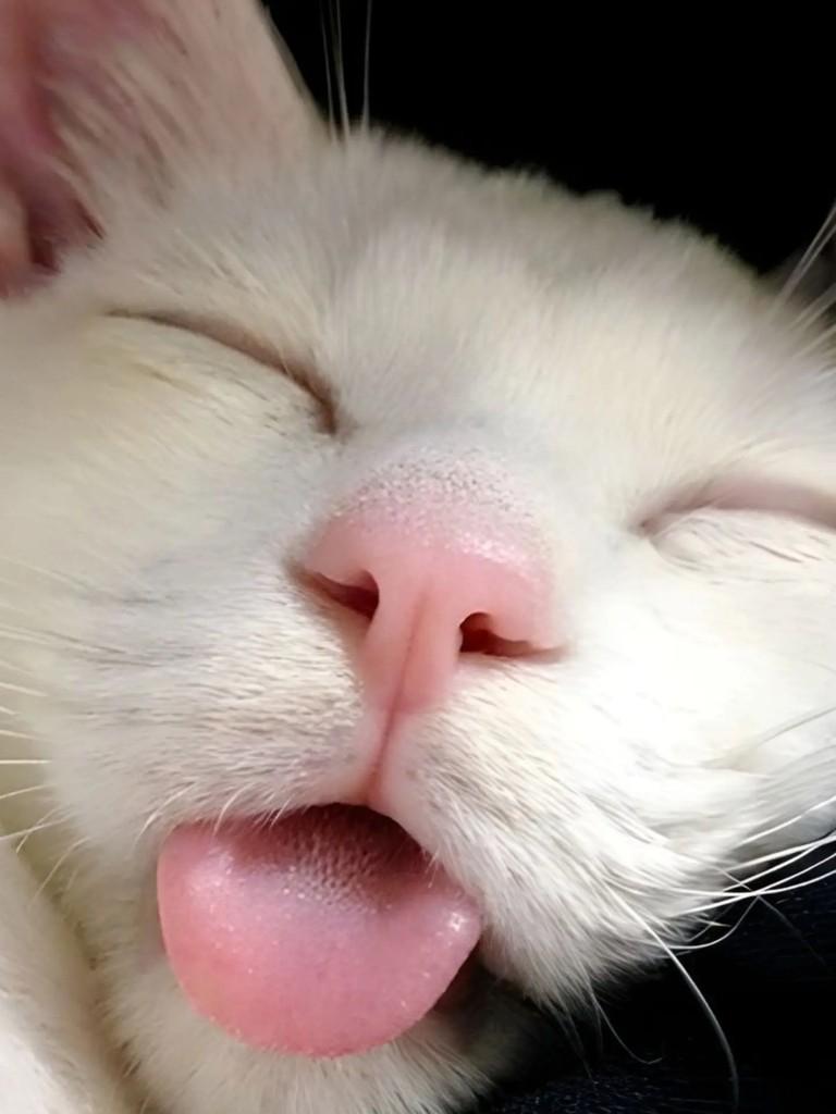 Algodãozinho, gata para adoção em Capinzal - SC