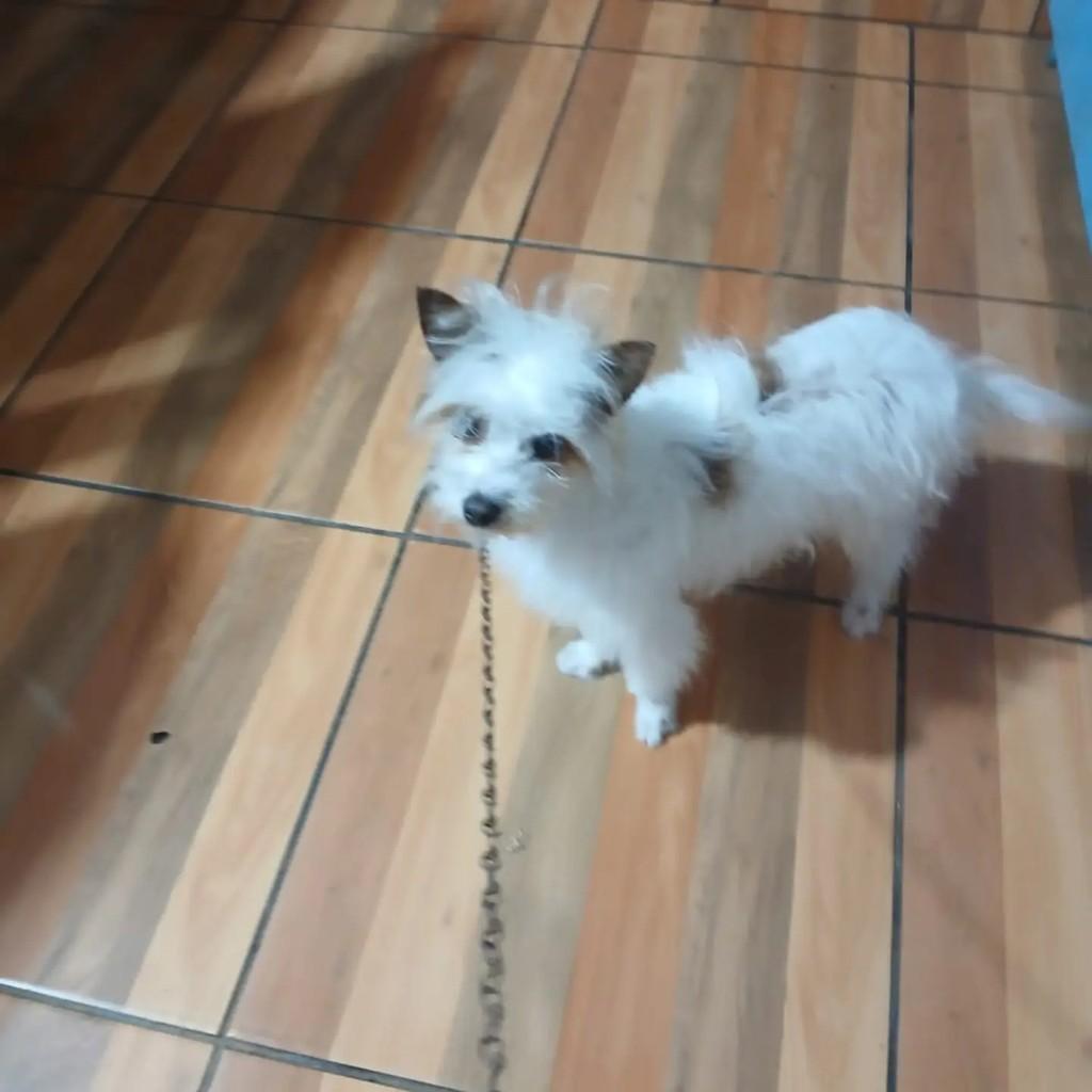 Fiapinho de Manga, cachorro de porte pequeno para adoção em Capinzal - SC
