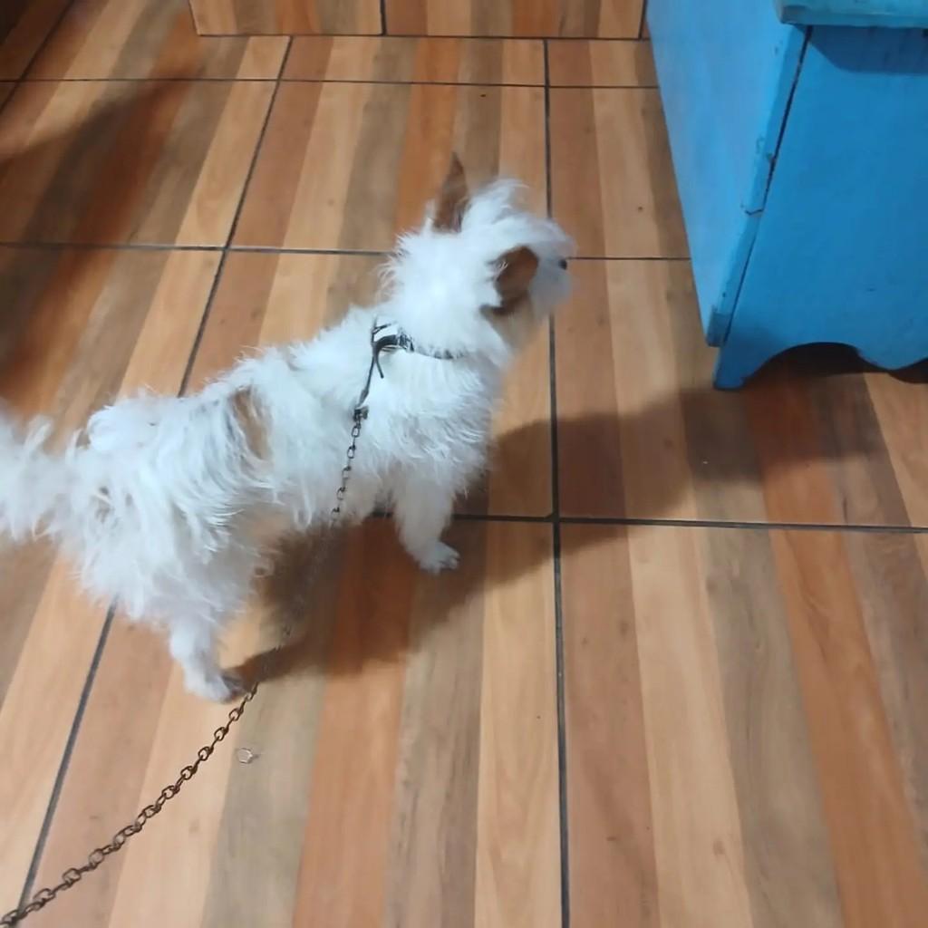 Fiapinho de Manga, cachorro de porte pequeno para adoção em Capinzal - SC — foto 2 de 2