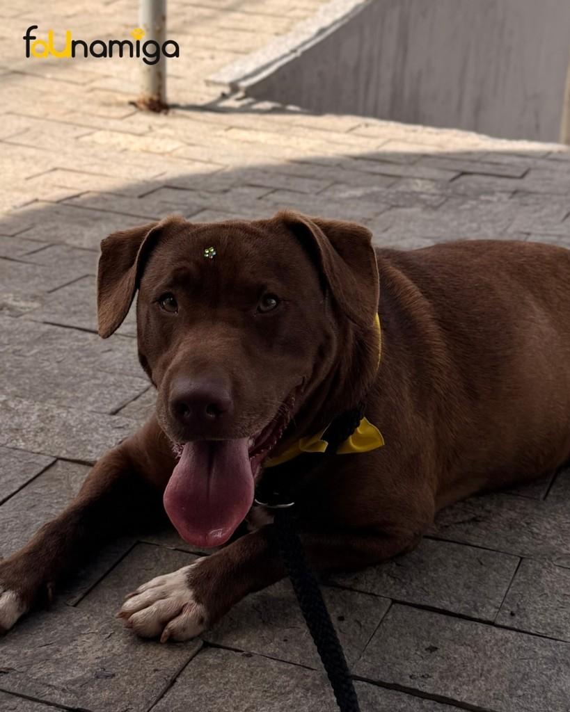 Badu, cachorro de porte médio para adoção em Capinzal - SC