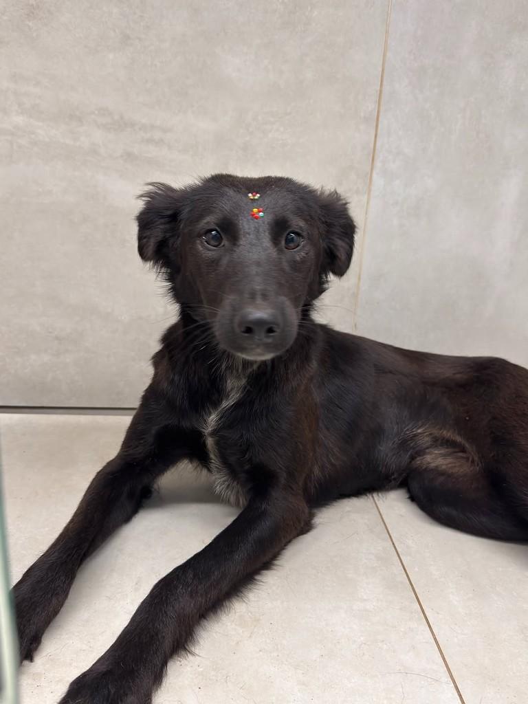 Pretinha, cadela de porte médio para adoção em Capinzal - SC