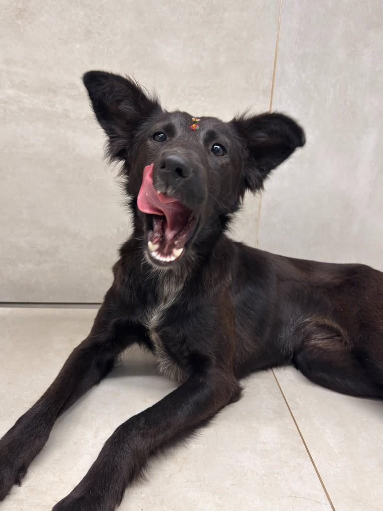 Pretinha, cadela de porte médio para adoção em Capinzal - SC — foto 2 de 2