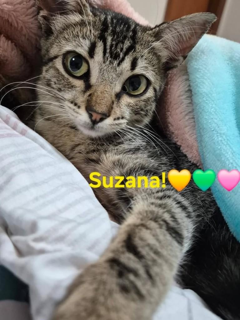 Suzana, gato de porte pequeno para adoção em São José do Rio Preto - SP